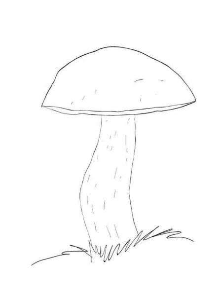 Рисунок гриба для детей карандашом подберёзовик