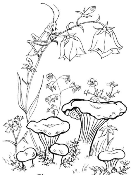 Гриб Лисичка раскраска для детей