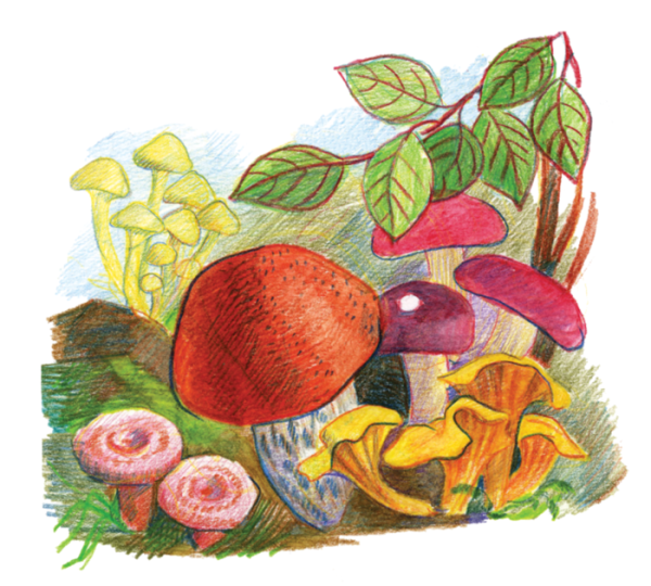 Пришвин старый гриб иллюстрации