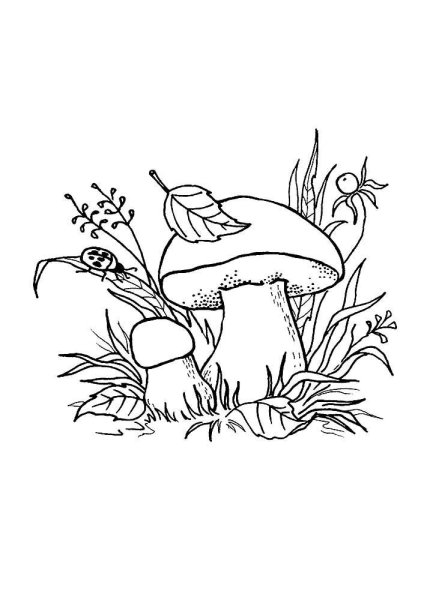 Грибы для раскрашивания детям Боровик