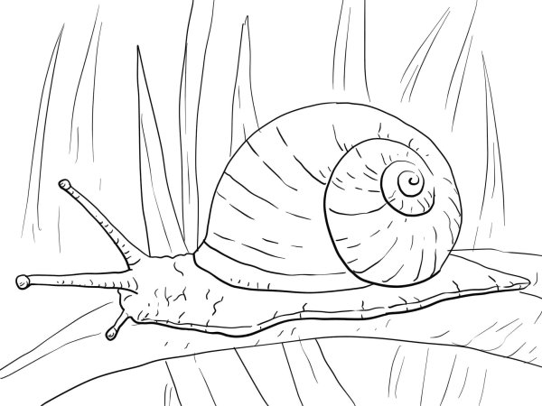 Улитка раскраска