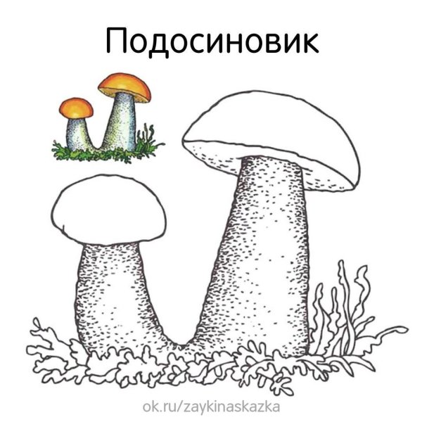 Гриб подосиновик раскраска для детей