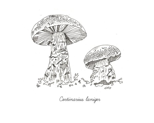 Грибы с глазами эскиз