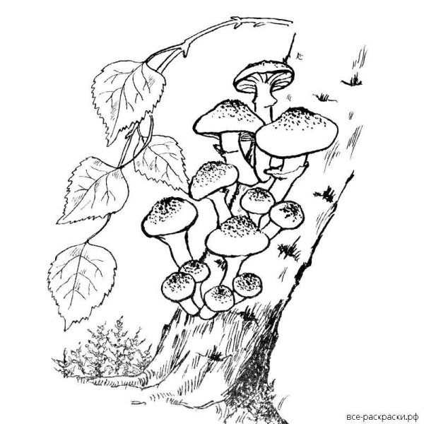 Раскраска грибы и ягоды