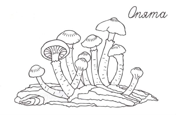 Съедобные грибы опята раскраска