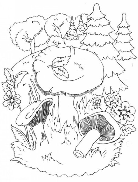 Раскраска грибы в лесу