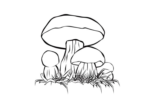 Грибы раскраска для детей