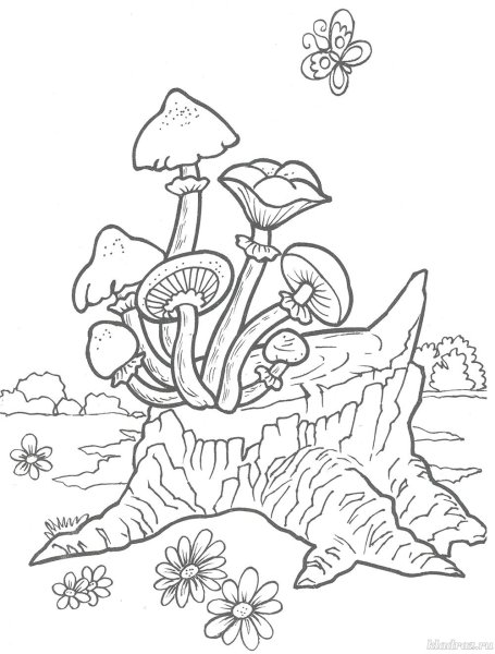 Грибы опята раскраска для детей