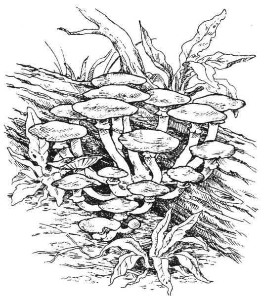 Ложные белые опята