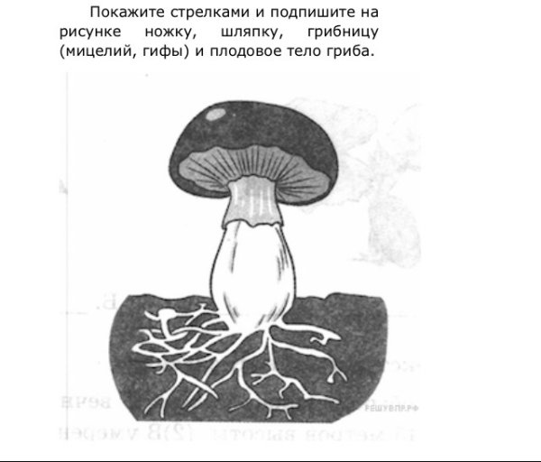 Строение гриба без подписей
