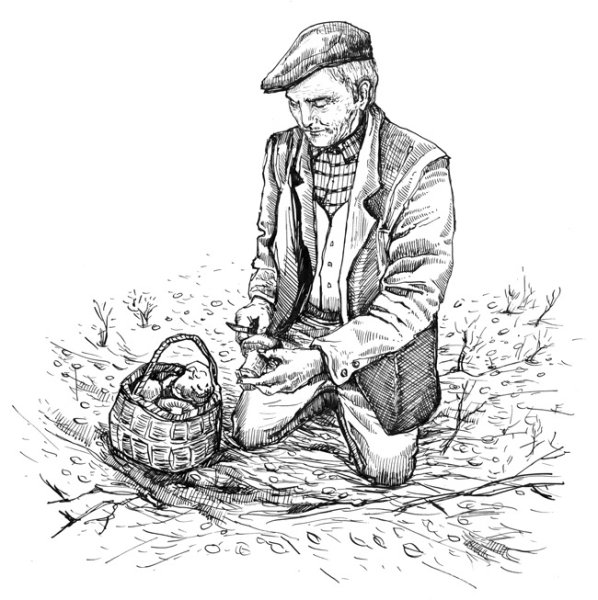 Раскраска сбор грибов