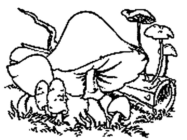 Раскраска поход за грибами