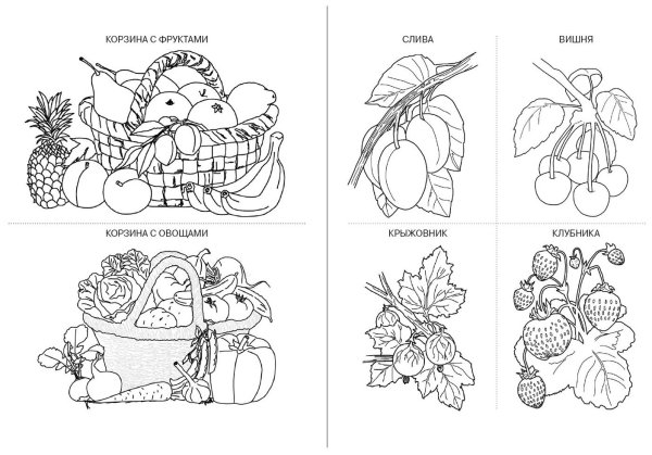 Раскраска фрукты ягоды грибы