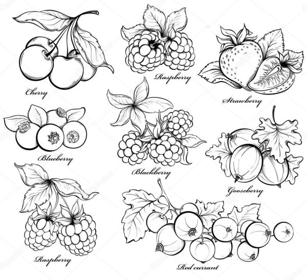 Ягоды карандашом