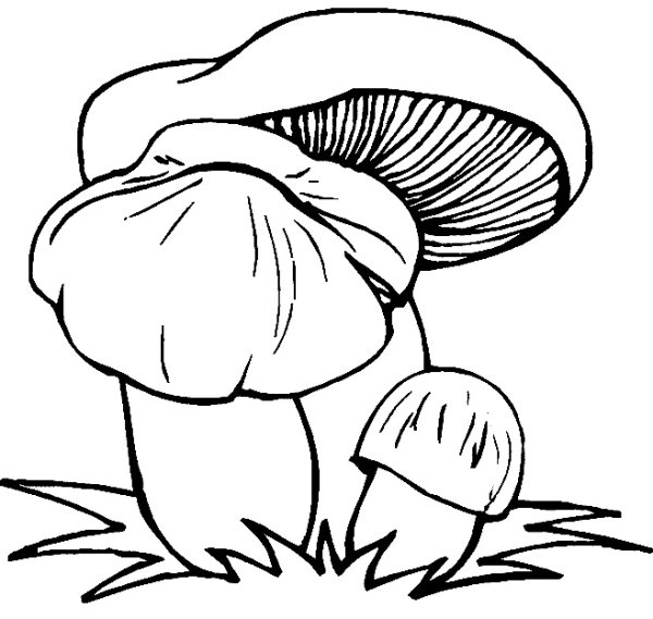 Грибы раскраска для детей
