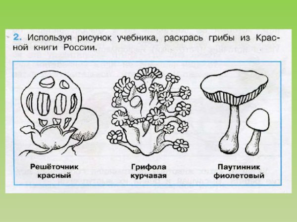 Что такое грибница 3 класс окружающий мир