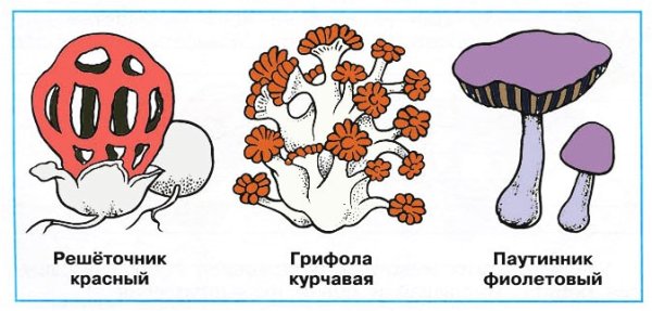 Грибы грифола курчавая решёточник красный паутинник фиолетовый