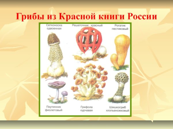 Грибы из красной книги России