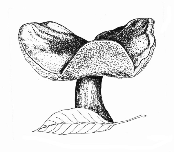 Гиропор каштановый рисунок