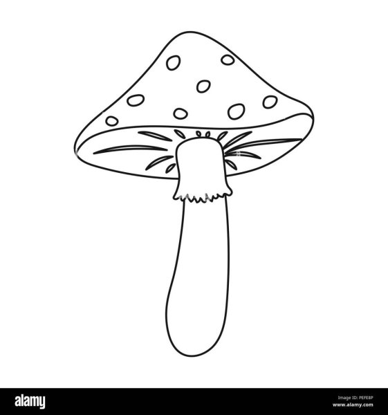 Мухомор черно белый