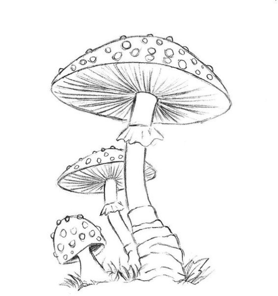 Мухомор рисунок карандашом