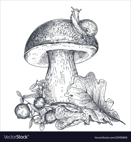 Грибы рисунок Графика