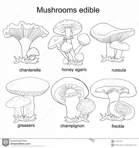 Съедобные и несъедобные грибы раскраска для детей