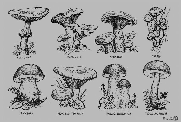 Нарисовать съедобные и несъедобные грибы