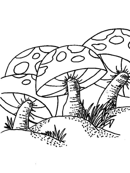 Гриб большой раскраска