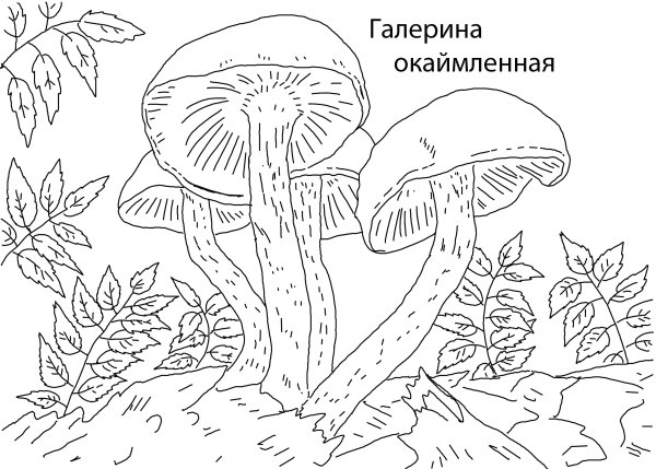 Галерина окаймлённая раскраска