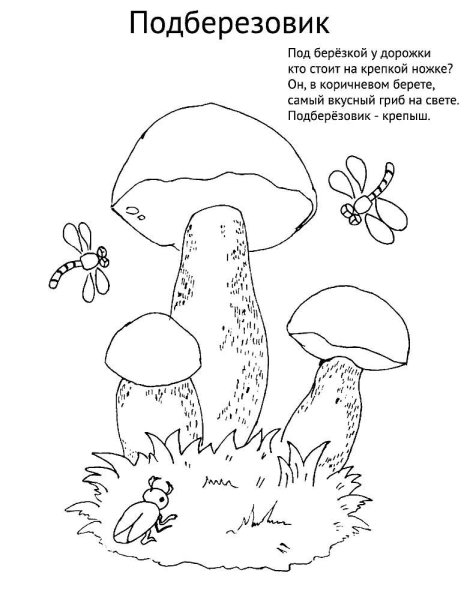 Съедобный гриб подберезовик рисунок