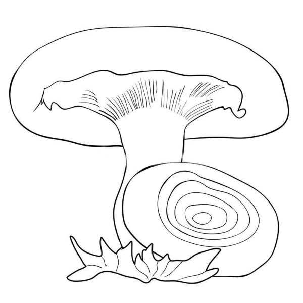 Волнушки грибы