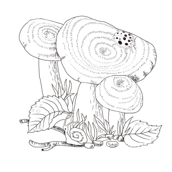 Гриб волнушка раскраска для детей