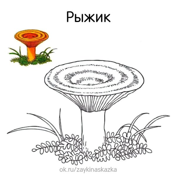 Гриб волнушка раскраска для детей
