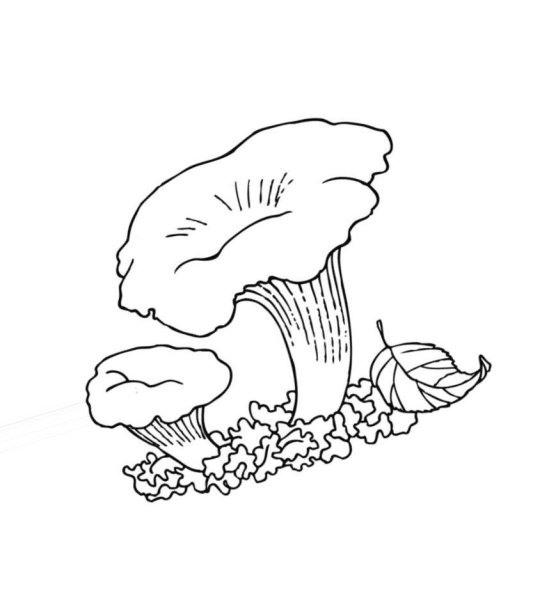 Гриб грузди разукрашка