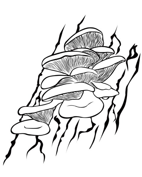 Гриб вешенка разукрашка