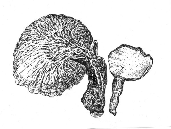 Трутовик раскраска