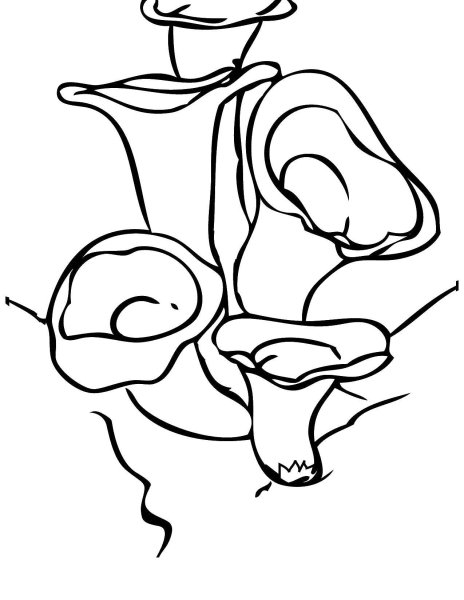 Гриб Лисичка раскраска для детей