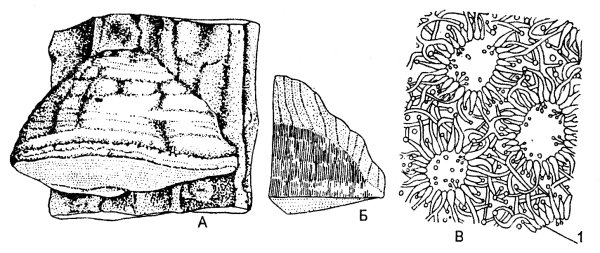 Фомес фоментариус Тип плодового тела