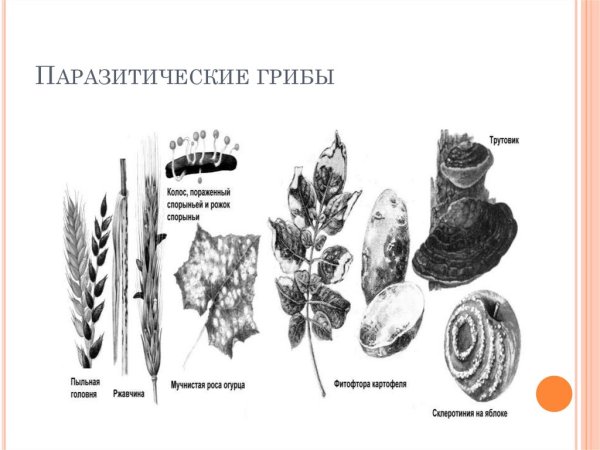 Головня спорынья трутовик