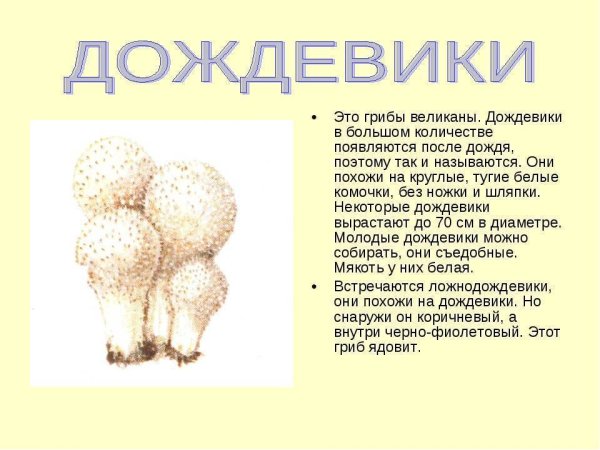 Дождевик и порховка гриб