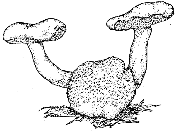 Хищные грибы рисунок