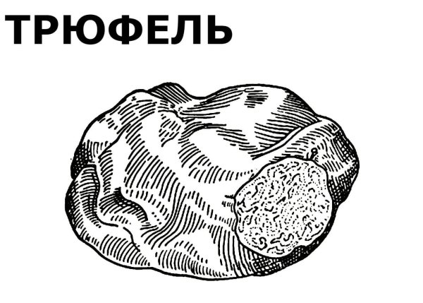 Гриб трюфель раскраска