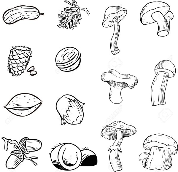 Грибы и орехи раскраска