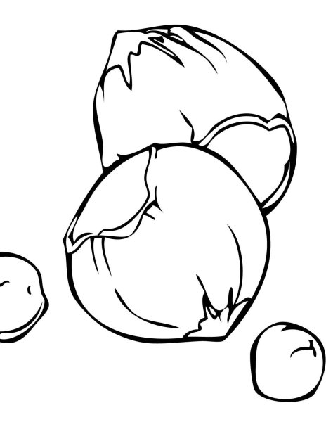 Орех раскраска для детей