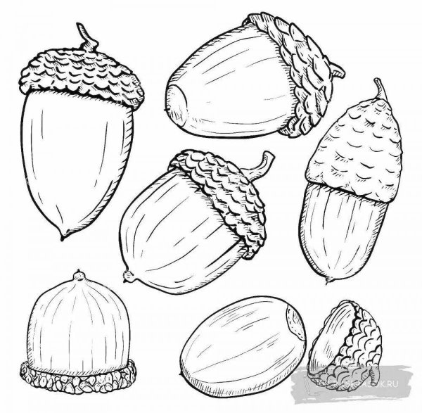 Орех для раскрашивания