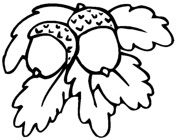 Желудь раскраска для детей