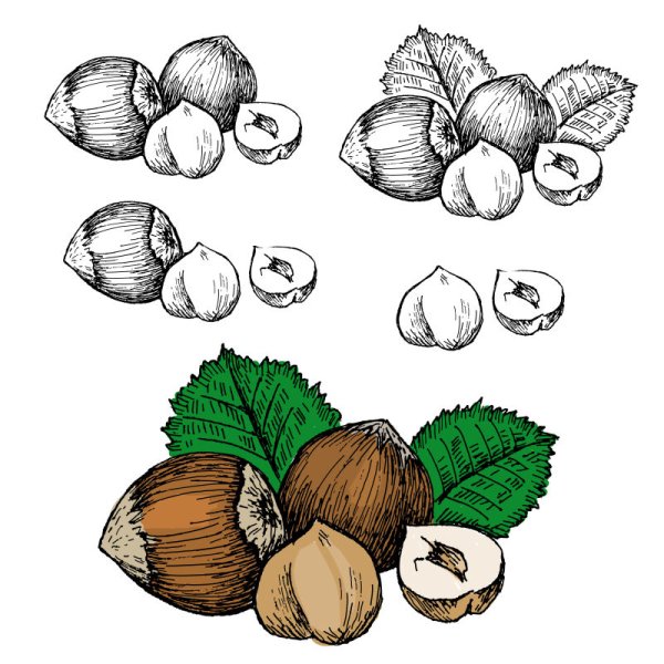 Лесной орех раскраска