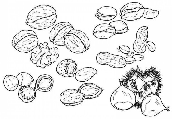 Орех раскраска