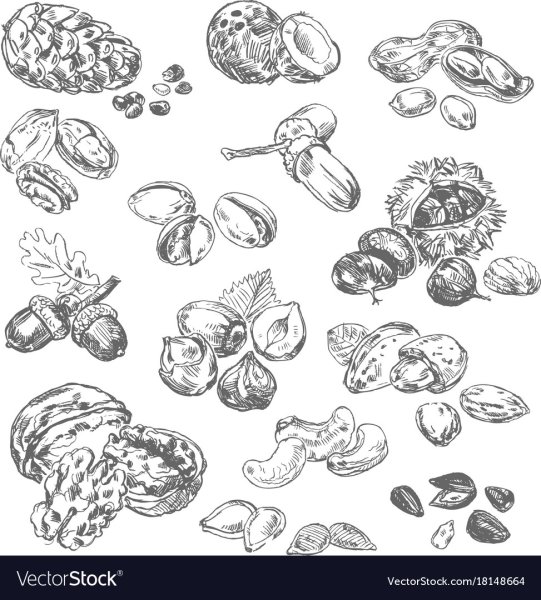 Орехи вектор